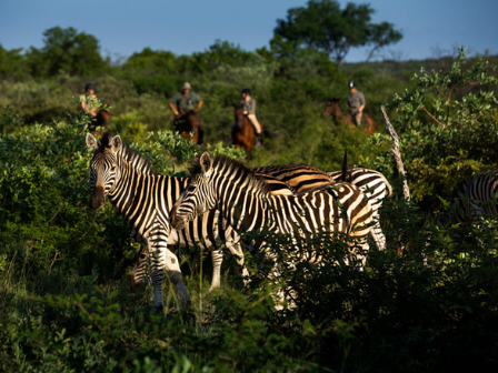 Flexible Short Stay Safari